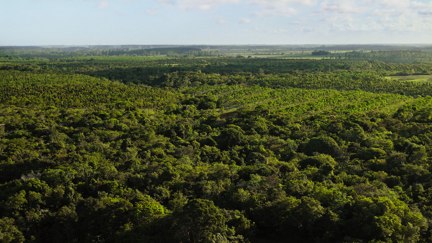 Vue aérienne de la forêt atlantique au Brésil.